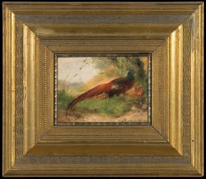 HANGER Max I 1874-1955,Couple of pheasants,Agra-Art PL 2010-06-13