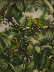 HANSEN Gordon 1904-1972,Salvador's Fig Parrot,Bonhams & Goodman AU 2008-06-29