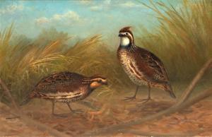 Hardenbergh Gerard 1855-1915,Quail,Copley US 2022-07-14