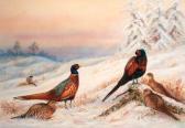 HARDING B 1900-1900,Cock and hen pheasants in a Winter landscape,Christie's GB 1999-11-26