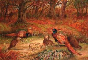 HARDING B 1900-1900,Cock and hen pheasants in a woodland clearing,Christie's GB 1999-11-26