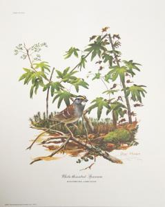 HARM Ray 1926-2015,WHITE-THROATED SPARROW,1972,Ro Gallery US 2023-08-31