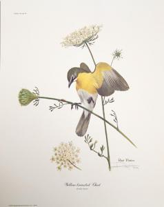 HARM Ray 1926-2015,YELLOW-BREASTED CHAT,1973,Ro Gallery US 2023-08-31