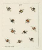 HARRIS Moses 1731-1785,An Exposition of English Insects,Dreweatts GB 2014-02-27