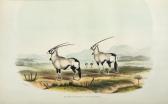 HARRIS William Cornwallis 1807-1848,Portraits of Game and Wild Animals of So,1838,Bloomsbury London 2007-10-24