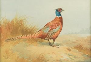 HARRISON John Cyril 1898-1985,A cock pheasant,1922,Bellmans Fine Art Auctioneers GB 2024-03-28