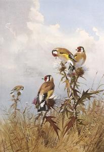 HARRISON John Cyril 1898-1985,Goldfinches,Sotheby's GB 2007-10-25
