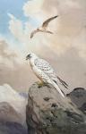 HARRISON John Cyril 1898-1985,Gyr Falcons (Greenland) one perched, the other in ,Keys GB 2023-04-12