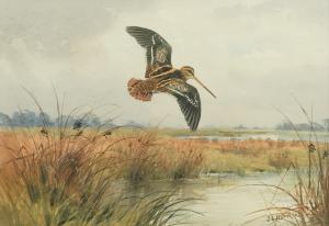 HARRISON John Cyril,Snipe in flight over marshland,Bellmans Fine Art Auctioneers 2024-03-28