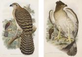 HART William Matthew,BIRDS OF NEW GUINEA AND THE ADJACENT PAPUAN ISLAND,Sotheby's 2019-01-17