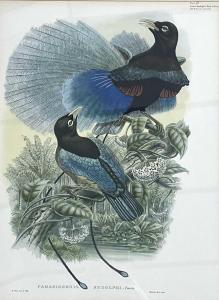 HART William Matthew 1830-1908,Prince Rudolph's Bird of Paradise (Plate 38) from ,Keys GB 2023-04-12