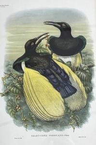 HART William Matthew 1830-1908,Twelve-wired, Bird of Paradise (Plate 37),Keys GB 2023-04-12