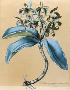 HARTINGER Anton 1806-1890,A SET OF FOUR BOTANICAL FLOWER STUDIES OF AN ORCHID,Addisons GB 2013-12-07