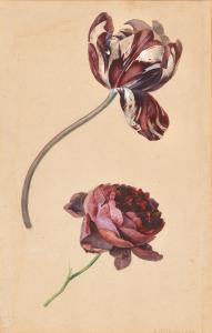 HARTINGER Anton 1806-1890,Studies of a tulip and a peony,1834,Palais Dorotheum AT 2022-04-20