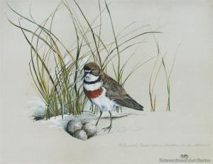 HARVEY Bruce 1931,Banded Dotterel,1969,International Art Centre NZ 2010-09-22