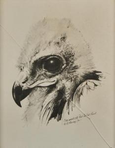 HARVEY Bruce 1931,One week old Red-Tailed Hawk,1970,Webb's NZ 2024-01-23