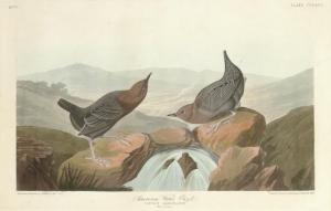 HAVELL Robert I 1769-1832,American Water Ouzel (Plate CCCLXX)
Cinclus americ,Christie's 2008-01-17