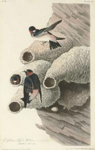 HAVELL Robert I 1769-1832,Republican Cliff Swallow (Plate 68),1829,Christie's GB 2008-01-17