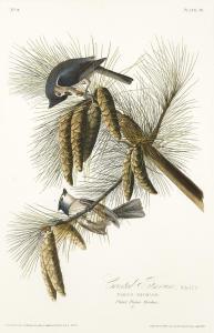 HAVELL Robert II,Crested Titmouse (Plate 39) Tufted Titmouse, Baeol,1828,Christie's 2024-01-18