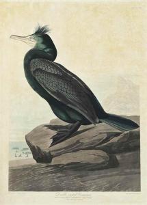 HAVELL Robert II 1793-1878,Double-crested Cormorant,1835,Christie's GB 2015-10-08