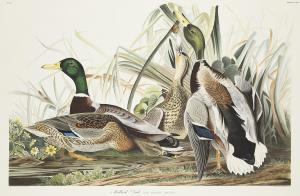 HAVELL Robert II 1793-1878,Mallard Duck,Rosebery's GB 2023-07-19