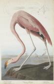 HAVELL Robert II 1793-1878,Phoenicopterus ruber,1838,Christie's GB 2009-09-30