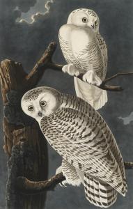 HAVELL Robert II 1793-1878,Snowy Owl,Christie's GB 2023-06-08