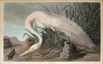 HAVELL Robert II 1793-1878,White Heron,1837,Bearne's GB 2008-11-18