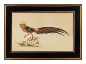 HAYES William 1729-1799,Gold Pheasant, Male,Hindman US 2020-02-26