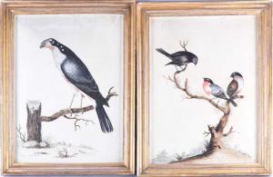 HAYES William 1729-1799,ornithological engravings, five portrait,,18th century,Dawson's Auctioneers 2020-07-30