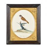 HAYES William 1729-1799,Portraits of Rare and Curious Birds,Rago Arts and Auction Center 2018-04-07