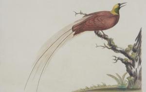 HAYES William 1729-1799,Raggiana bird-of-paradise,1794,Rosebery's GB 2023-07-19