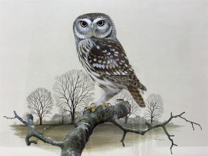 HAYMAN Peter 1930,Little Owl on Branch,Duggleby Stephenson (of York) UK 2022-01-21