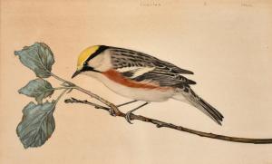 HEIL Charles Emile 1870-1953,birds resting on a branch,John Nicholson GB 2021-03-24