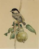HEIL Charles Emile 1870-1953,Titmouse on a fruit branch,Christie's GB 2007-06-20