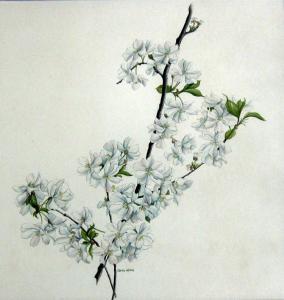 Heine Caren 1958,Spring Blossom; Peony,Westbridge CA 2018-03-11