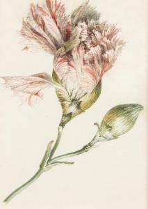 HEKKING I William 1796-1862,Study of a striped pink carnation,Bonhams GB 2015-03-04