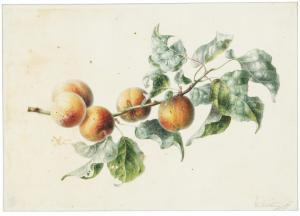HEKKING Willem 1796-1862,Apricots on a branch,1836,Christie's GB 2021-07-06