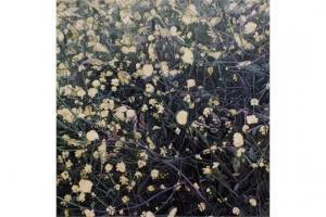 HENDERSON John 1943,Charlock and other weeds,1979,Halls GB 2015-11-25