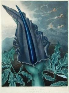 HENDERSON Peter Charles,The Dragon Arum,for Dr Thornton's Templ,c. 1810,Bloomsbury London 2007-12-20