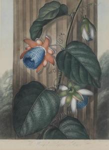 HENDERSON Peter Charles 1791-1829,The Winged Passion Flower,Burchard US 2015-04-19