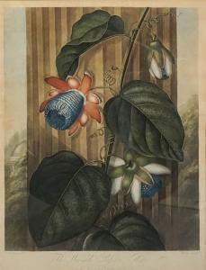 HENDERSON Peter Charles,THE WINGED PASSION-FLOWER (PASSAFLORA ALATA),1802,Potomack 2019-10-03