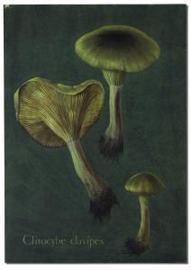 HENRICOT Michel 1941,Deux planches de champignons,1998,Christie's GB 2021-04-27