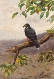 HENRY George Morrison R 1891-1983,The Falcons lookout,Keys GB 2017-09-22