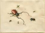 HENSTENBURGH Anton 1695-1781,Zeven uitheemse Insecten,Galerie Koller CH 2023-09-22