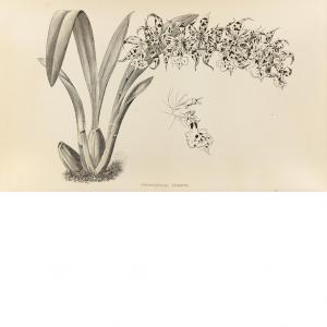HERBERT VEITCH JAMES,A Manual of Orchidaceous,1887,William Doyle US 2014-04-09