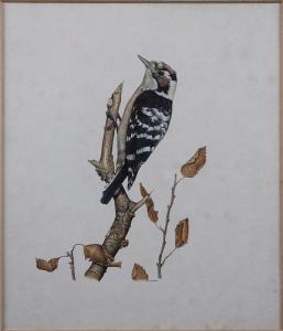 HICKEN George Arthur,Study of a woodpecker,Bonhams GB 2010-07-21