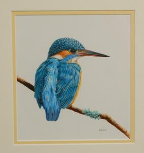 HICKMAN Kay,study of a kingfisher upon a branch,Lacy Scott & Knight GB 2017-06-24