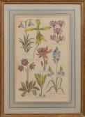 HILL John 1716-1775,EDEN, OR A COMPLETE BODY OF GARDENING,Stair Galleries US 2018-03-24