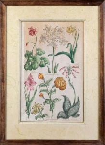 HILL John 1716-1775,fleurs,Pillon FR 2017-02-26